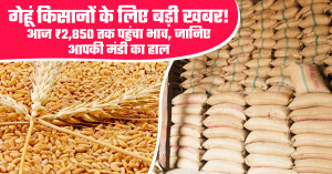 Big News for Wheat Farmers! Prices Touch ₹2,850 Today — Check Your Local Mandi Update
