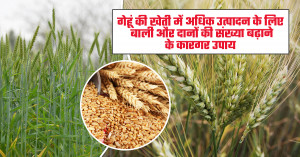 How to Increase Wheat Spike Length and Grains Per Spike for Higher Yield