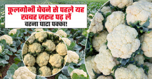Cauliflower Prices Today: Read This Before Selling or Face Possible Losses