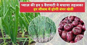 Onion Farming: प्याज की इन 5 वैरायटी ने मचाया तहलका, हर मौसम में होगी बंपर खेती