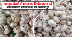Garlic price: लहसुन बेचने से पहले यह रिपोर्ट ज़रूर पढ़ें - आज किस मंडी में रिकॉर्ड भाव और कहां दाम टूटे