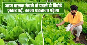 Palak ka bhav: आज पालक बेचने से पहले ये रिपोर्ट ज़रूर पढ़ें, वरना पछताना पड़ेगा