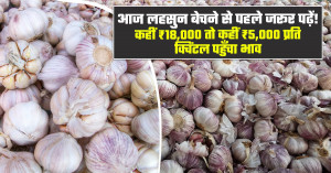 Garlic Prices Today: Read This Before Selling — ₹18,000 in Some Markets, ₹5,000 in Others