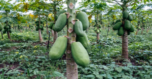 Hybrid Papaya Farming Guide: Low Investment, Maximum Profit for Farmers
