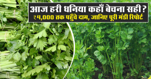 Green Coriander Market Prices Today (29 January, 2026) – State-wise Mandi Rates | Khetivyapar