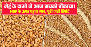 Wheat Market Prices Today (30 January 2026): Strong Demand Keeps Rates Above MSP