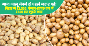 Potato Prices Today: Read Before Selling! Heavy Arrivals Crash Rates in Haryana, Some Mandis See Record Spike