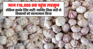 लहसुन का भाव (01 फरवरी, 2026)