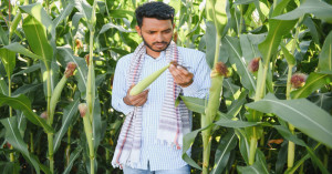 Maize Cultivation Gains Fresh Momentum in India: 60% Output in Kharif, Rising Demand, and Madhya Pradesh Tops Production