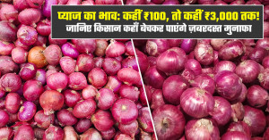 Onion Market Prices: ₹100 in Some Markets, Up to ₹3,000 in Others. Find Out Where Farmers Can Earn Maximum Profit