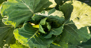 Cabbage leaves benefits: पत्तागोभी के पत्तों की पट्टी से जोड़ों के दर्द में राहत – Khetivyapar के साथ प्राकृतिक उपचार