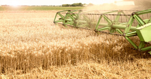 Farmer Registration for Wheat Procurement at MSP Begins from February 7 for Rabi 2026–27