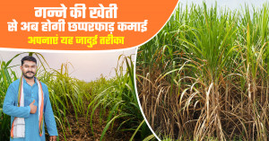 गन्ने की खेती में इंटरक्रॉपिंग