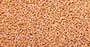 Wheat Market Prices Today (11 February 2026) - Find Where Rates Reach ₹5,000 per Quintal