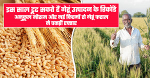 Wheat farming: इस साल टूट सकते हैं गेहूं उत्पादन के रिकॉर्ड, अनुकूल मौसम और नई किस्मों से गेहूं फसल ने पकड़ी रफ्तार