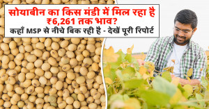 सोयाबीन का भाव (12 फरवरी, 2026)