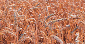 MP Wheat MSP 2026-27: Farmers to Get ₹2,600 Per Quintal, e-Uparjan Registration Mandatory