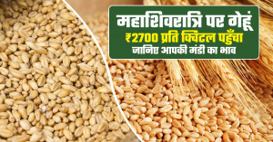 Wheat Mandi Rates Today: Wheat Hits ₹2,700 per Quintal on Mahashivratri – Check Your Market Prices