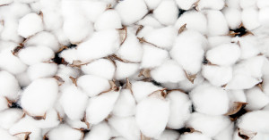 Raw Cotton Import News: विदेशी कपास की चमक बढ़ी, 1.79 अरब डॉलर के पार पहुँचा आयात