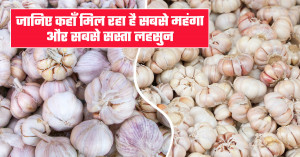 Garlic Market Prices today (21 February, 2026) Prices Cross ₹16,000 in Some Markets, Drop to ₹3,000 in Others – Full Report Here