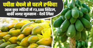 पपीता का भाव (22 फरवरी, 2026)