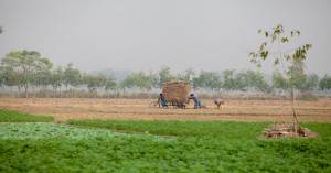 Madhya Pradesh Becomes India’s Top Agriculture State with Record Foodgrain & Soybean Production