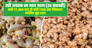 Green Ginger Market Prices Today -  Somewhere Prices Cross ₹7,000, Somewhere Crash to ₹150! Know the Full Market Situation