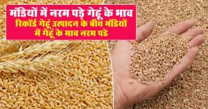 गेहूं निर्यात खबर