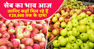 Apple Market Prices Today (01 March, 2026) Where Are Apple Rates Touching ₹20,000 per Quintal? Read the Complete Market Report