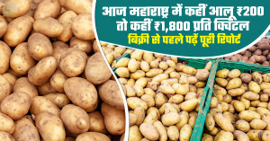 Potato Prices Today in Maharashtra: From ₹200 to ₹1,800 per Quintal - Read the Full Report Before Selling