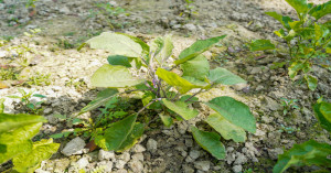 Brinjal Farming Guide: Common Diseases and Easy Control Methods