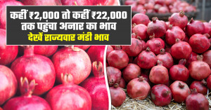 Anar Mandi Rate Today: In Some Markets ₹2,000, While in Others Prices Reached ₹22,000 — Check State-Wise Market Rates
