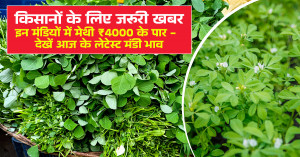 Methi Mandi Bhav Today: Important Update for Farmers - Fenugreek Prices Cross ₹4000 in Some Mandis