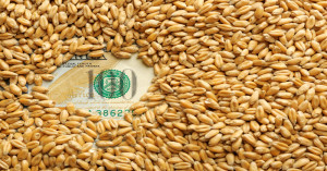 Wheat MSP Bonus 2026: Farmers to Get ₹2,625 Per Quintal, Government Announces ₹600 Bonus on Urad