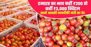 Tomato Market Prices Today 09 March, 2026 - Prices Range from ₹200 to ₹3,000 per Quintal