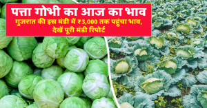 Cabbage Market Price (10 March 2026): Prices Reach ₹3,000 in a Gujarat Market, Check the Full Report