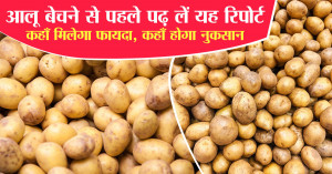 Potato Market Price Today: Rates Reach ₹1,800 per Quintal in UP Market, Fall to ₹300 in Delhi