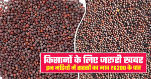 Mustard Market Price Today: Rates Above MSP in Delhi and Rajasthan - Check the Most Profitable Markets