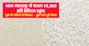 Rice Price Today: ₹8,800 per Quintal in Maharashtra, Decline in UP Markets – Full Report