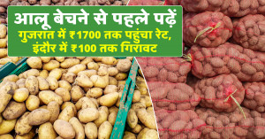 Potato Before Selling: Prices Reach ₹1,700 in Gujarat, Drop to ₹100 in Indore