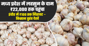 Garlic Market Prices Today: Rates Touch ₹22,000 in Madhya Pradesh, Drop to ₹100 in Indore