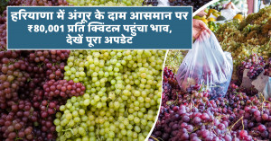 Grapes Prices Skyrocket in Haryana: Rates Reach ₹80,001/Quintal - Full Market Update