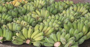 केला किसानों के लिए बड़ी सौगात: ₹200 करोड़ का ‘केला क्लस्टर’ बनेगा, कृषि क्षेत्र को मिलेगी नई दिशा