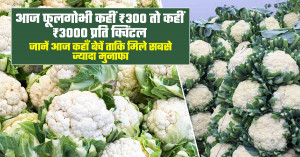 फूलगोभी का भाव (20 मार्च, 2026)