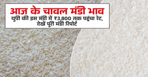Rice Market Prices Surge Today: Rates Cross ₹9,000 in Maharashtra Mandis – Full Market Report