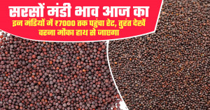 सरसों का भाव (21 मार्च, 2026)