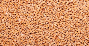 Big News for Farmers: Wheat Market Prices Cross ₹3,400 - Best Rates in These Mandis