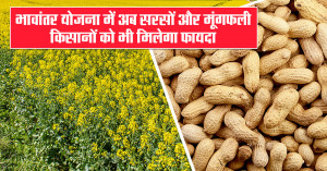 Mustard Farmers Get MSP Benefit: Bhavantar Payment Scheme Explained