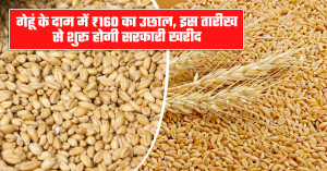 UP Wheat MSP 2026: गेहूं के दाम में ₹160 का उछाल, इस तारीख से शुरू होगी सरकारी खरीद