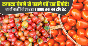 Tomato Market Prices Today: Read This Report Before Selling - Top Rates Reach ₹1,800 per Quintal